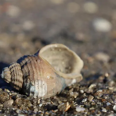 Hilligenlei Zi 04 Dz *